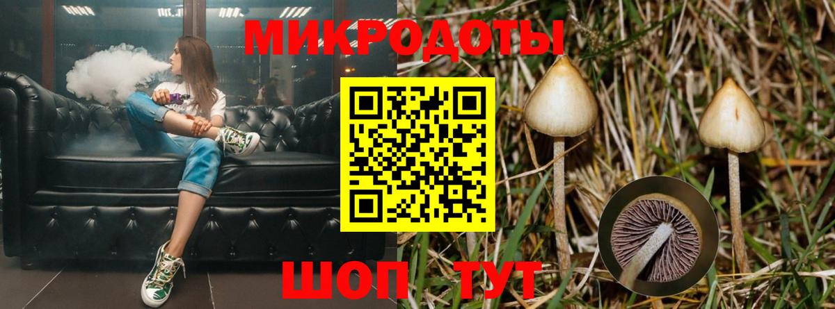 Псилоцибиновые грибы Psilocybe Зеленокумск